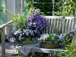 Campanula medium Poem 'Blue' (Campanula)