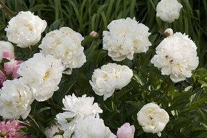 Paeonia lactiflora 'Festiva Maxima' (Pfingstrose)