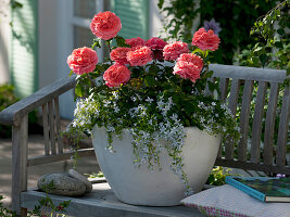 Rosa 'Emilien Guillot' - Rosa Generosa (Duft - Rose)