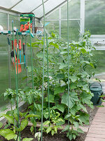 Greenhouse with Cucumis (cucumbers), Lycopersicon (tomatoes), Capsicum