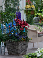 Quadratischer Korb bepflanzt mit Delphinium elatum