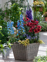 Quadratischer Korb bepflanzt mit Delphinium elatum