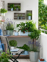 Lavandula 'Hidcote Blue' (lavender) in zinc bucket