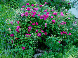Rosa gallica officinalis (Apothekerrose), historisch, einmalblühend, duftend