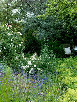 Rosa semiplena (Rosa alba) historical rose, single flowering, very frost hardy