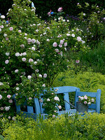 Felicité Parmentier, historical rose, single flowering, very fragrant