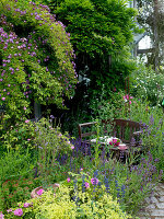 Arbour with Rosa 'Violet Blue' (climbing rose), single flowering