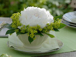 Paeonia 'Festiva Maxima' (Peony), single flower, Alchemilla