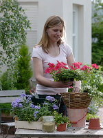 Planting hanging basket with balcony flowers