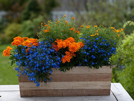 Holzkasten bepflanzt mit Lobelia (Männertreu), Tagetes patula und tenuifolia