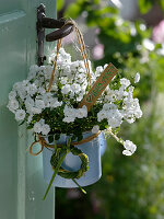 Stuffed bellflower in enameled milk pot as a welcome