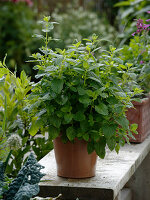 Melissa officinalis (Lemon balm)