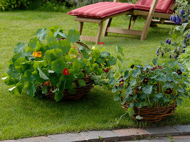 Tropaeolum mix and 'Black Velvet' (Nasturtium)