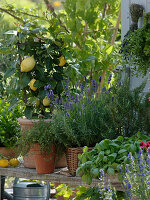 Citrus limon 'Florentina', Lavandula, Rosemary