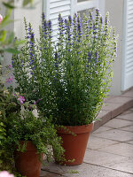 Hyssopus officinalis (hyssop), Satureja (savory) in clay pots