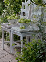 Apples 'Weißer Klarapfel' Syn. 'Kornapfel' 'Jakobiapfel' freshly harvested