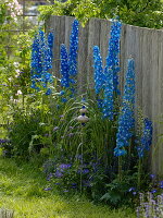 Delphinium elatum 'Royal Aspirations', Geranium 'Rozanne'