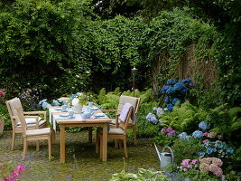 Shade border with hydrangea (hydrangea) in pink and blue, matteuccia