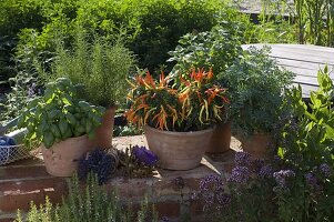 Ocimum 'Green Genoveser' (basil), Santolina (holy herb)