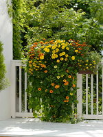 Thunbergia alata 'Gelb-Rot' (Schwarzäugige Susanne), Helichrysum 'Mohave