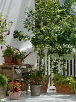 Fruit and vegetable balcony