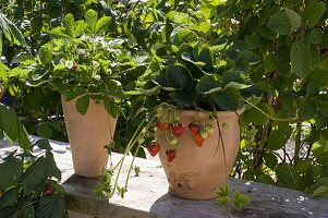 Fragaria 'Seskeep' syn 'Seascape' (Perennial strawberry)