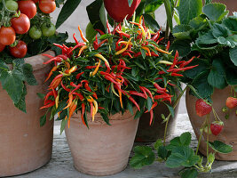 Capsicum annuum 'Medusa' (eßbarer Zierpaprika), bekannt als Naschzipfel