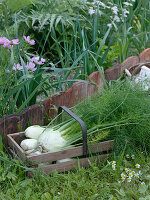 Freshly harvested tuberous fennel (Foeniculum vulgare) in a wooden basket