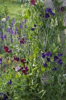 Sweet peas on self-made trellis