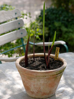 Putting gladioli into terracotta buckets (2/3)