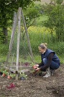 Sweet peas on self-made trellis