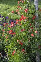 Sweet peas on self-made trellis