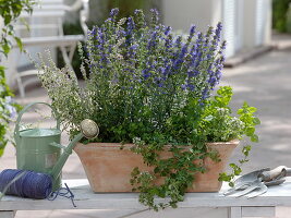 Terracotta box with hyssop, oregano and lemon thyme