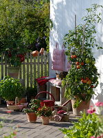 Terrasse mit Tomaten, Paprika und Basilikum