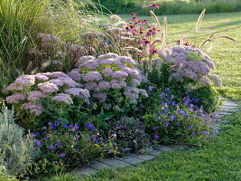 Sedum spectabile 'Carmen' 'Matrona' (Fetthenne), Pennisetum 'Hameln'