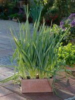 Onions in a terracotta box