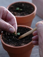 Sowing of month strawberries