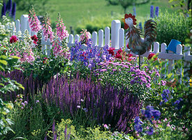 Salvia nemorosa (ornamental sage)