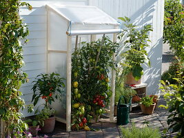 Self-built canopy for Lycopersicon, Capsicum annuum