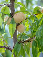 Prunus Persica 'MelRed' (Zier-Pfirsich)