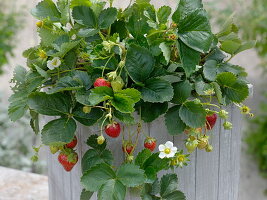 Fragaria 'Seskeep' syn. 'Seascape' (Dauertragende Erdbeere)