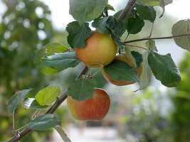 Malus 'Elstar' (apple)