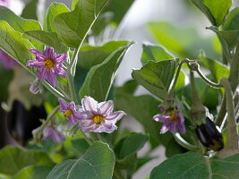 Flower of Solanum melongena 'Picola' (Mini aubergine)