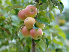 Malus Starline 'Fire Dance' (columnar apple)