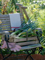 Freshly harvested leek in wire basket