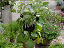 Mini aubergine 'Picola' (Solanum melongena) in terracotta pot