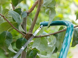 Sommerschnitt an Pyrus (Birnbaum), auslichten mit einer Säge