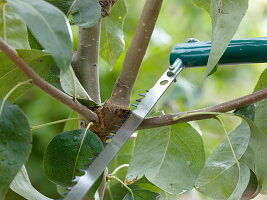 Summer pruning of Pyrus (pear tree), thinning with a saw