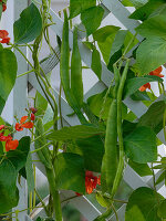 Phaseolus coccineus (fire bean) on a climbing frame