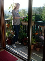 Woman harvesting basil (Ocimum basilikum) on the balcony